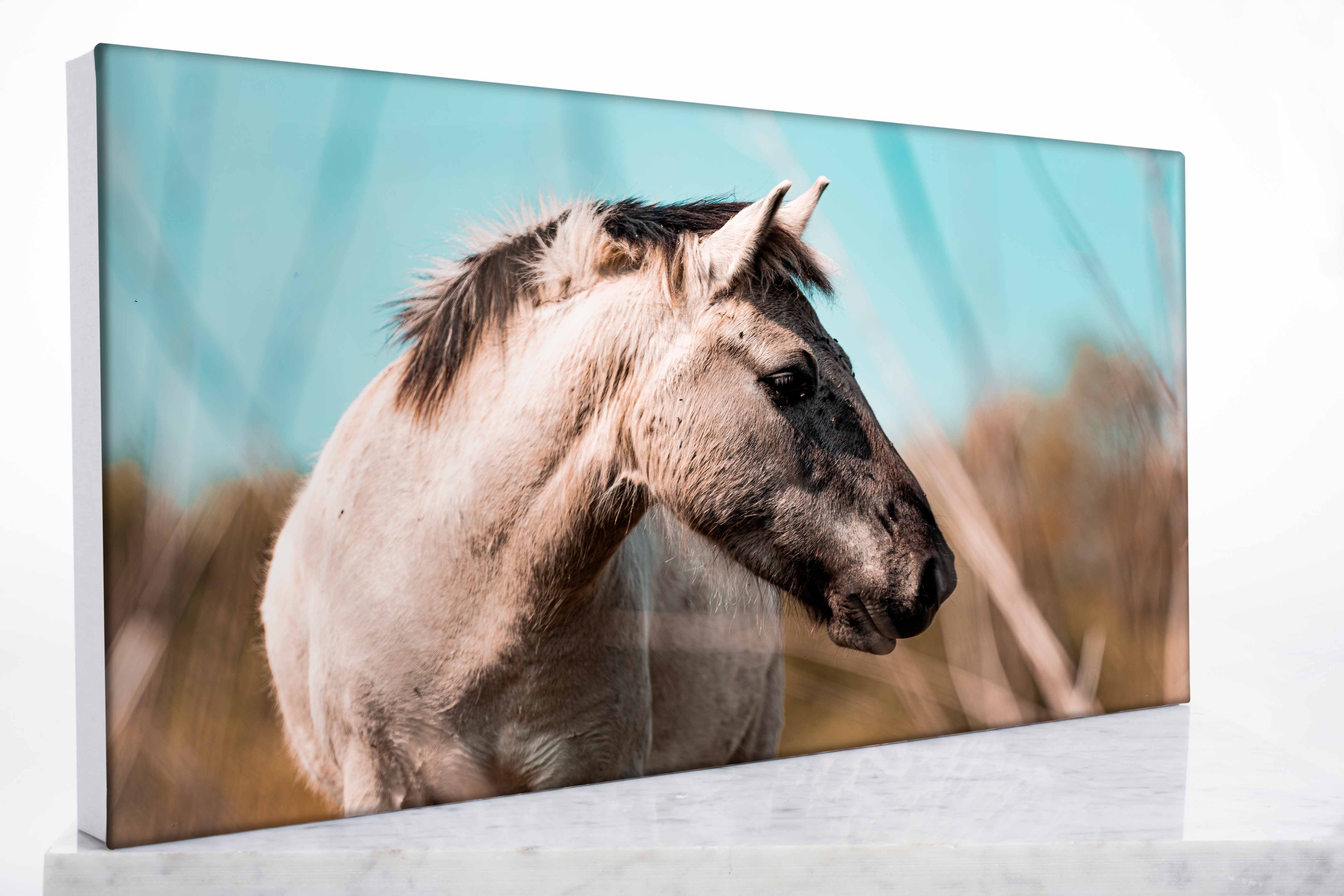 Canvas Print - The Curious Horse ✨ Limited Edition 🐴