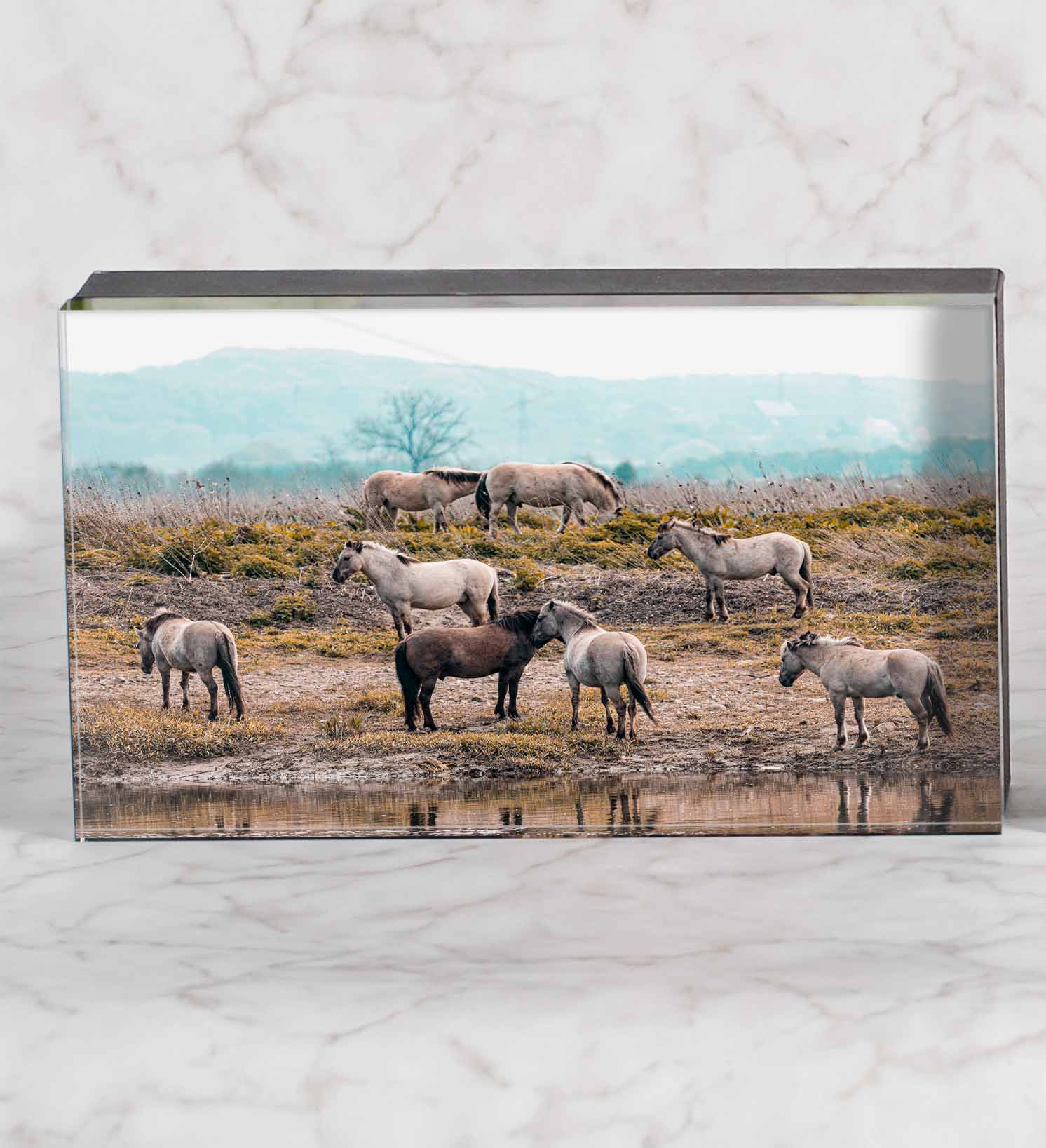 Ice Block - The Peaceful Herd ✨ Limited Edition 🐴