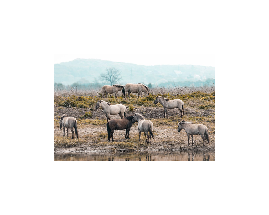 Ice Block - The Peaceful Herd ✨ Limited Edition 🐴