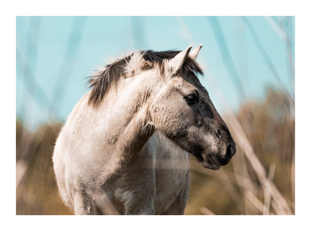 Canvas Print - The Curious Horse ✨ Limited Edition 🐴
